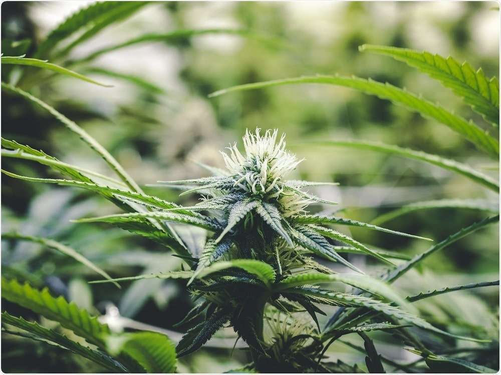 Dank heady nugs botanical products
