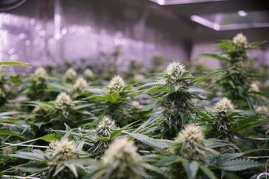 Cannabis Industry Job market