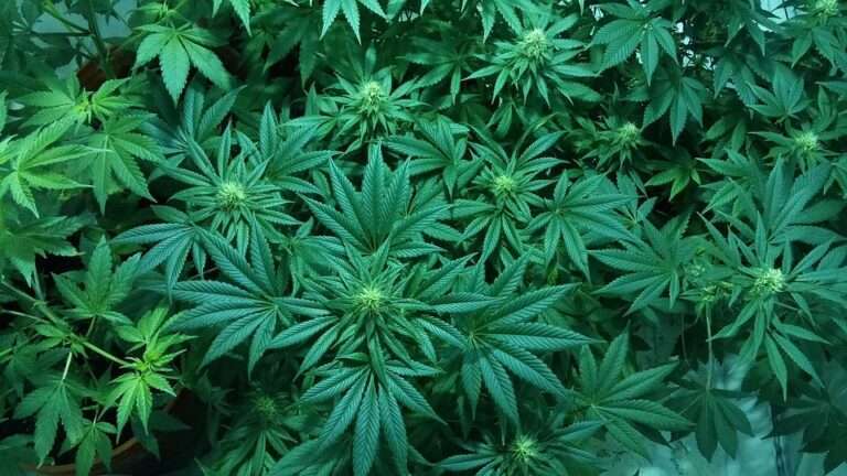 Cannabis Plants