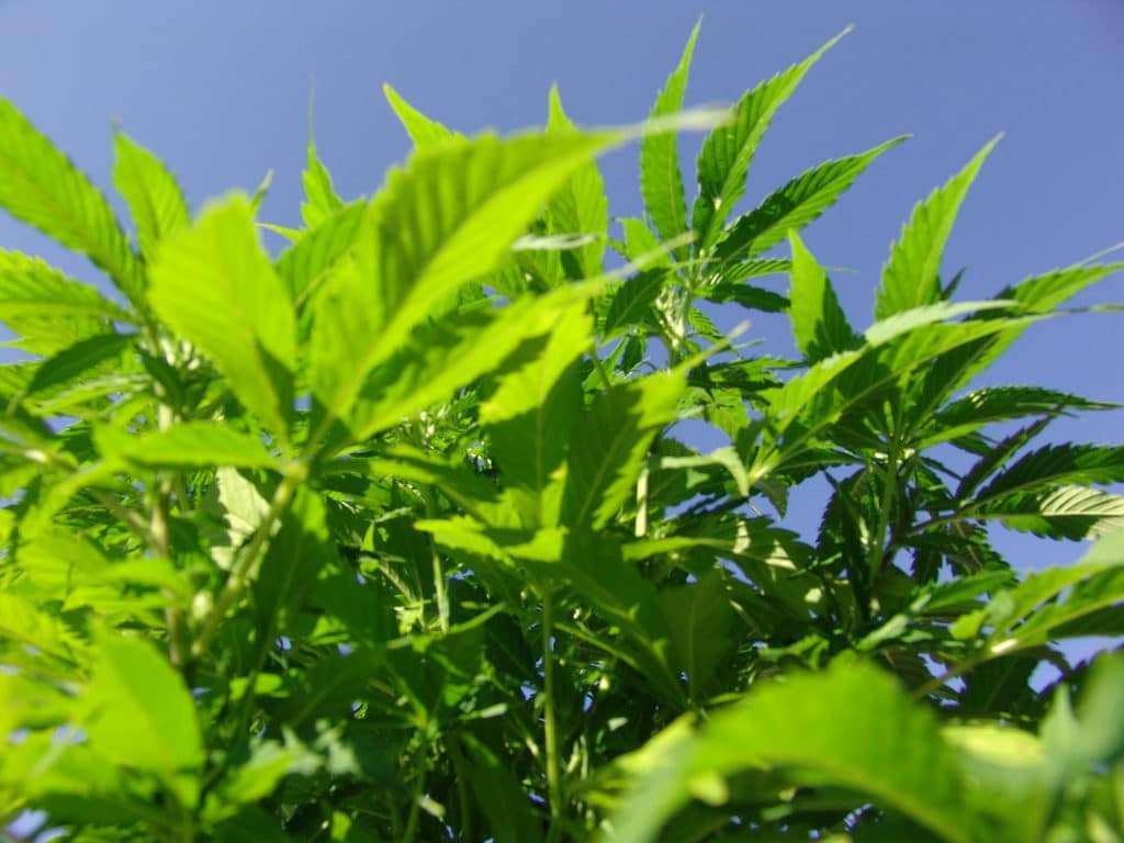 industrial hemp nj Gusciora new jersey