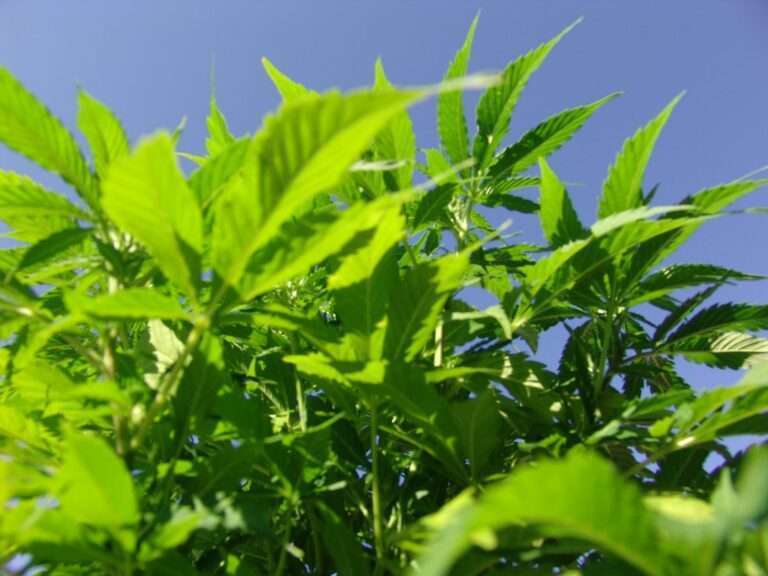 industrial hemp nj Gusciora new jersey