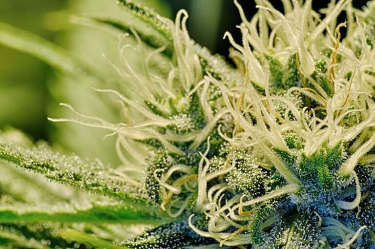 Trichomes cannabis