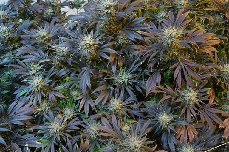 alcohol worse than cannabis