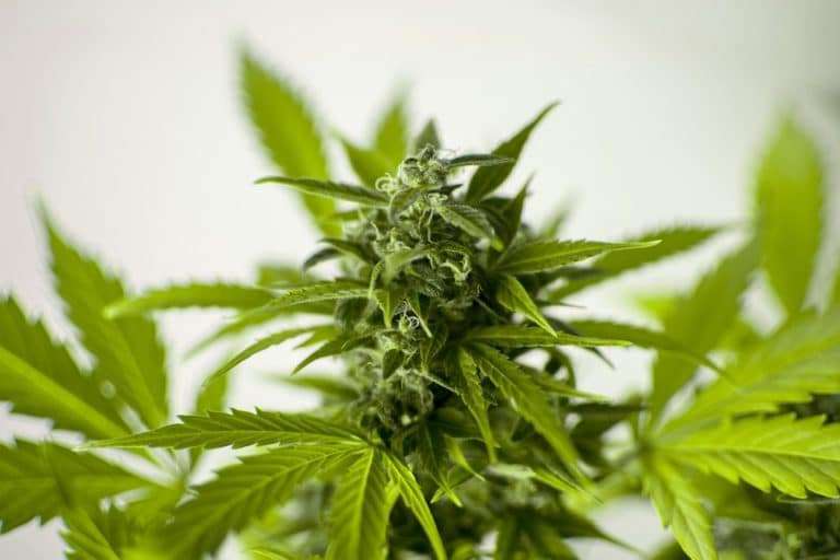 Pot Plant Picture, cannabis