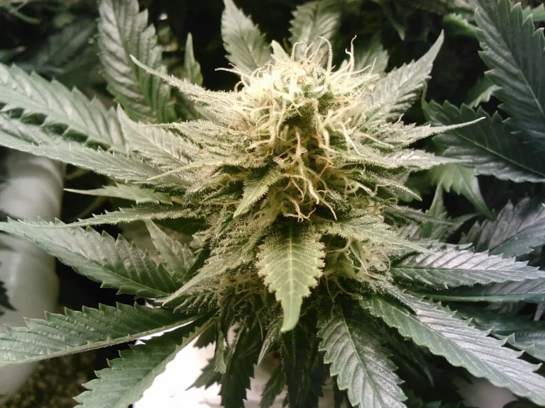 Medical Cannabis Dispensary