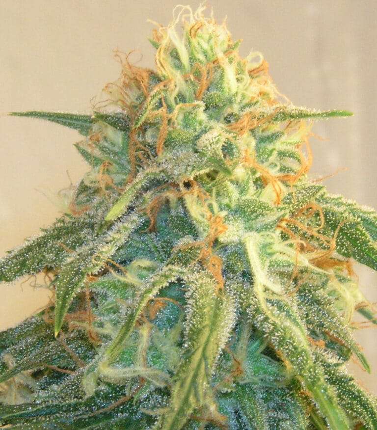 cannabis strain harmony dispensary Leo Bridgewater