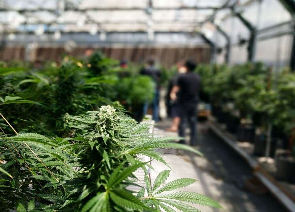 cannabis workers organized by UFCW Local 360 labor union