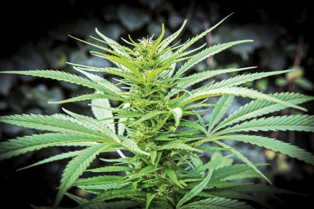 nj adult-use cannabis