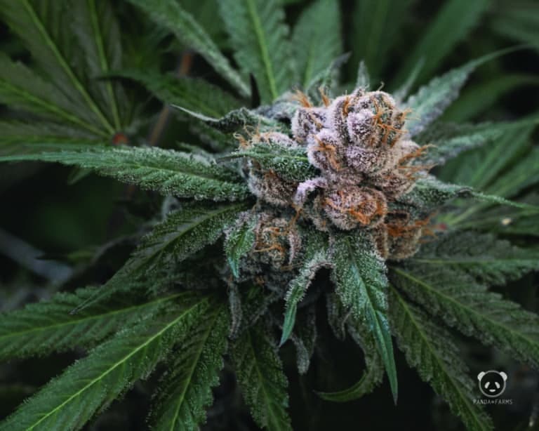 cannabis company