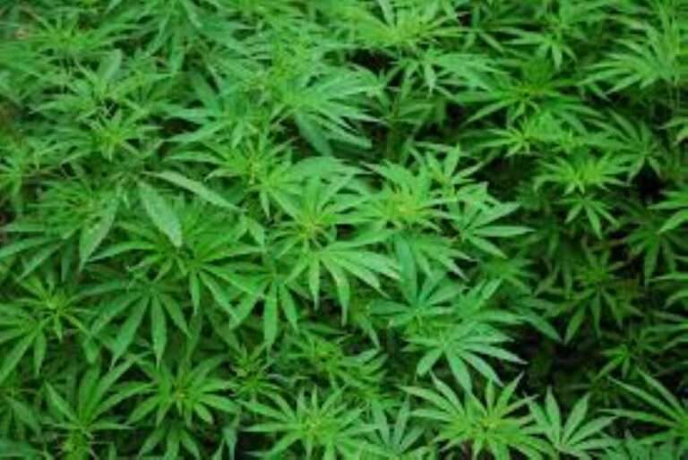 nj medical home grow medical homegrow gopal Curaleaf iAnthus