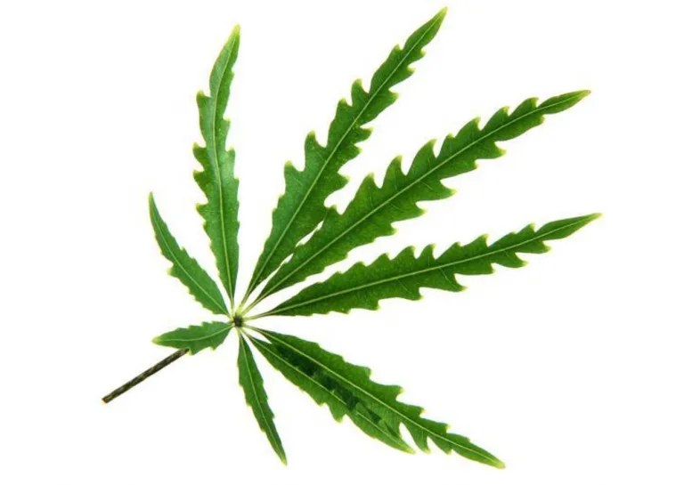 cannabis homegrow, adult-use