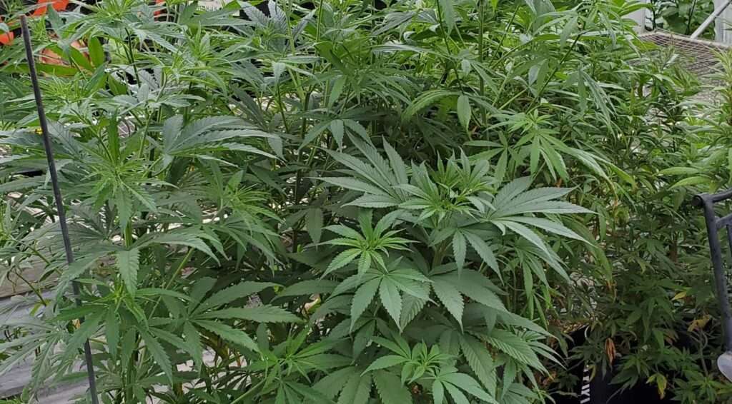 cannabis cannabis products TerrAscend