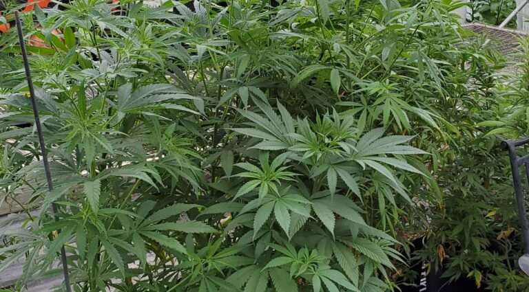 cannabis cannabis products TerrAscend