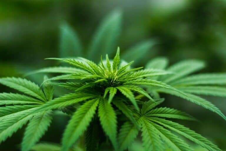 Camden Cannabis Suburbs MJ dispensaries