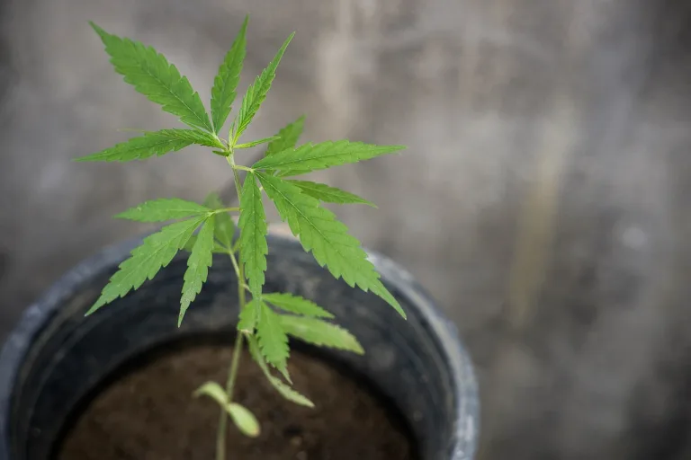 homegrow cultivation NJ rules legalize