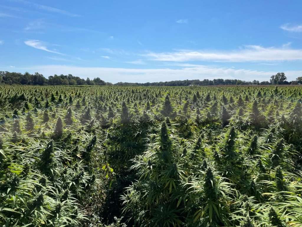 Freestone Farms cbd cannabis flower