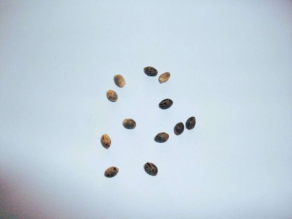 nj home grow cannabis seeds NJ marijuana laws