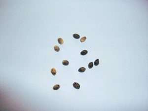nj home grow cannabis seeds NJ marijuana laws