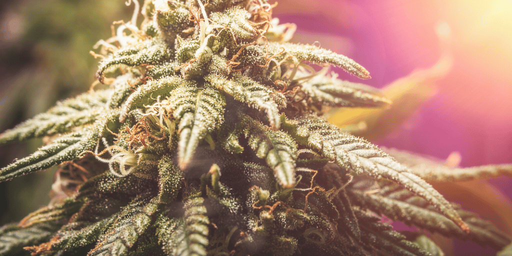 Heady Cannabis Cultivating