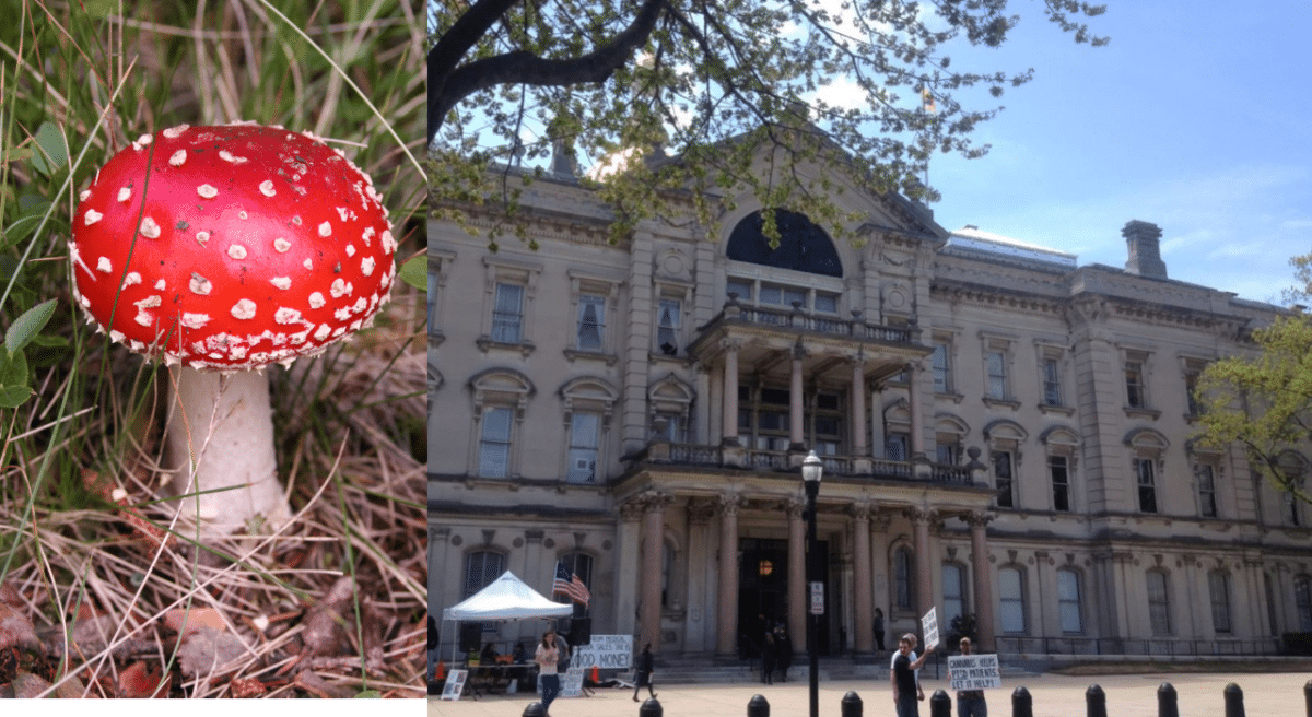 medical psilocybin NJ magic mushrooms shrooms NJ shrooms