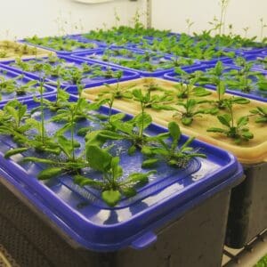 Hydroponics system to grow weed