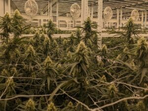 Hamilton Farms NJ Cannabis Grower indoor grow plants displayed hemp cultivation