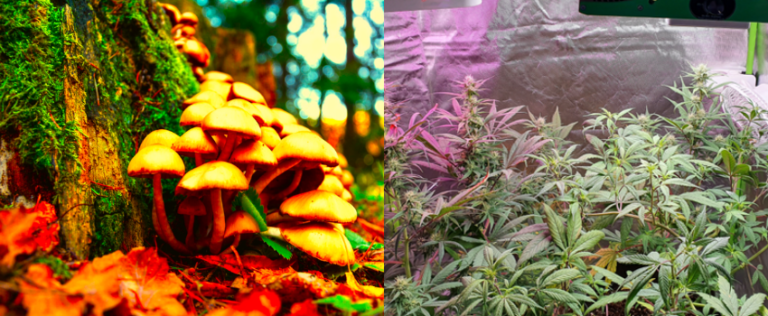 microdosing cannabis and mushrooms