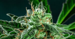 Close-up of flowering cannabis plant. safe