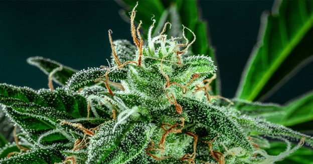 Close-up of flowering cannabis plant. safe