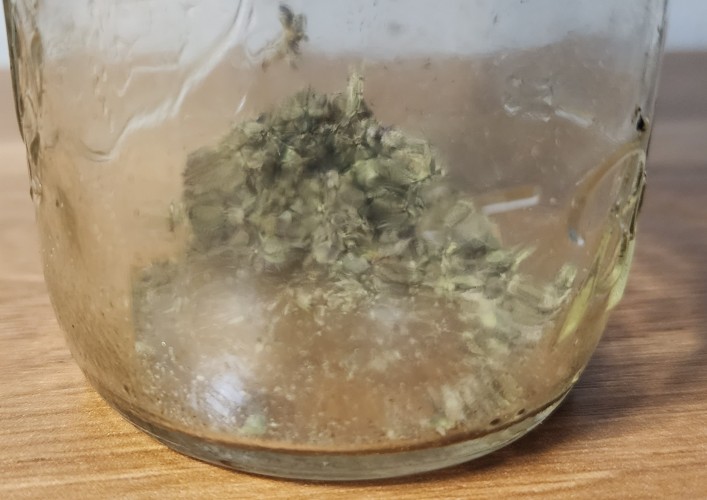 The Meaning of 4/20 for me NJ cannabis flower