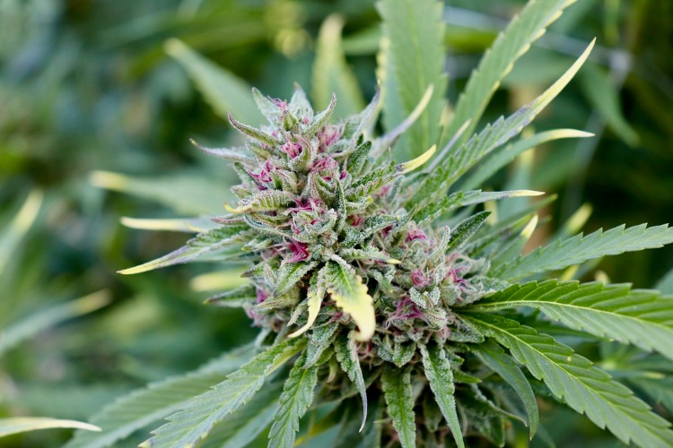 NJ cannabis home gardening home growing trends