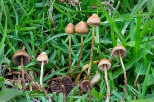 Psilocybin psychedelic spirituality shrooms cannabis ayahuasca