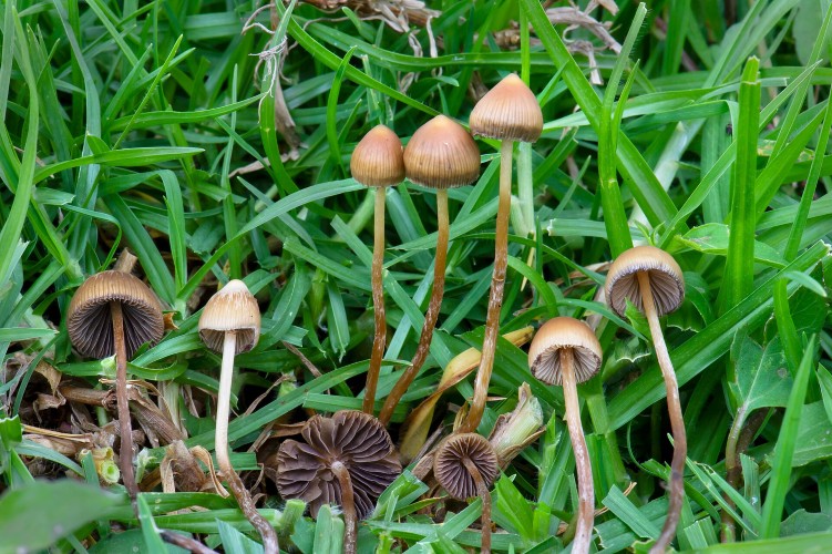 Psilocybin psychedelic spirituality shrooms cannabis ayahuasca