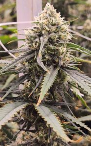 Grown Rogue cannabis cultivation seeds seed banks