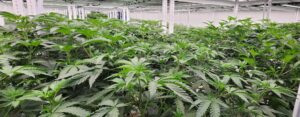 cannabis seeds