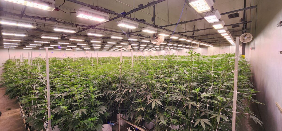 Grown Rogue NJ Cannabis flower room with heated lamps and senors