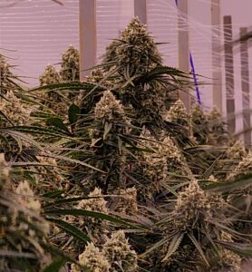 cannabis hemp cbd flower weed