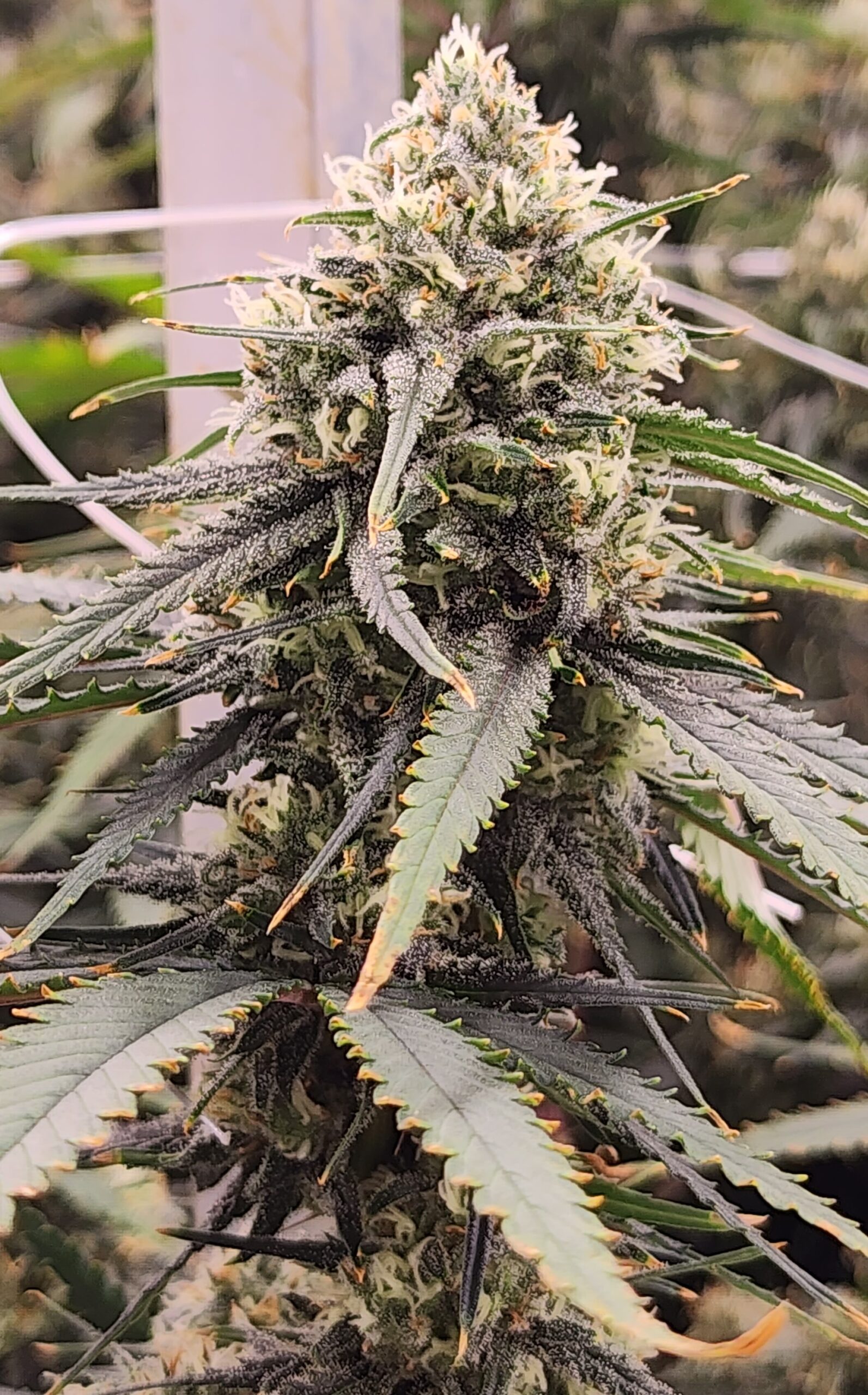 Grown Rogue cannabis cultivation seeds seed banks