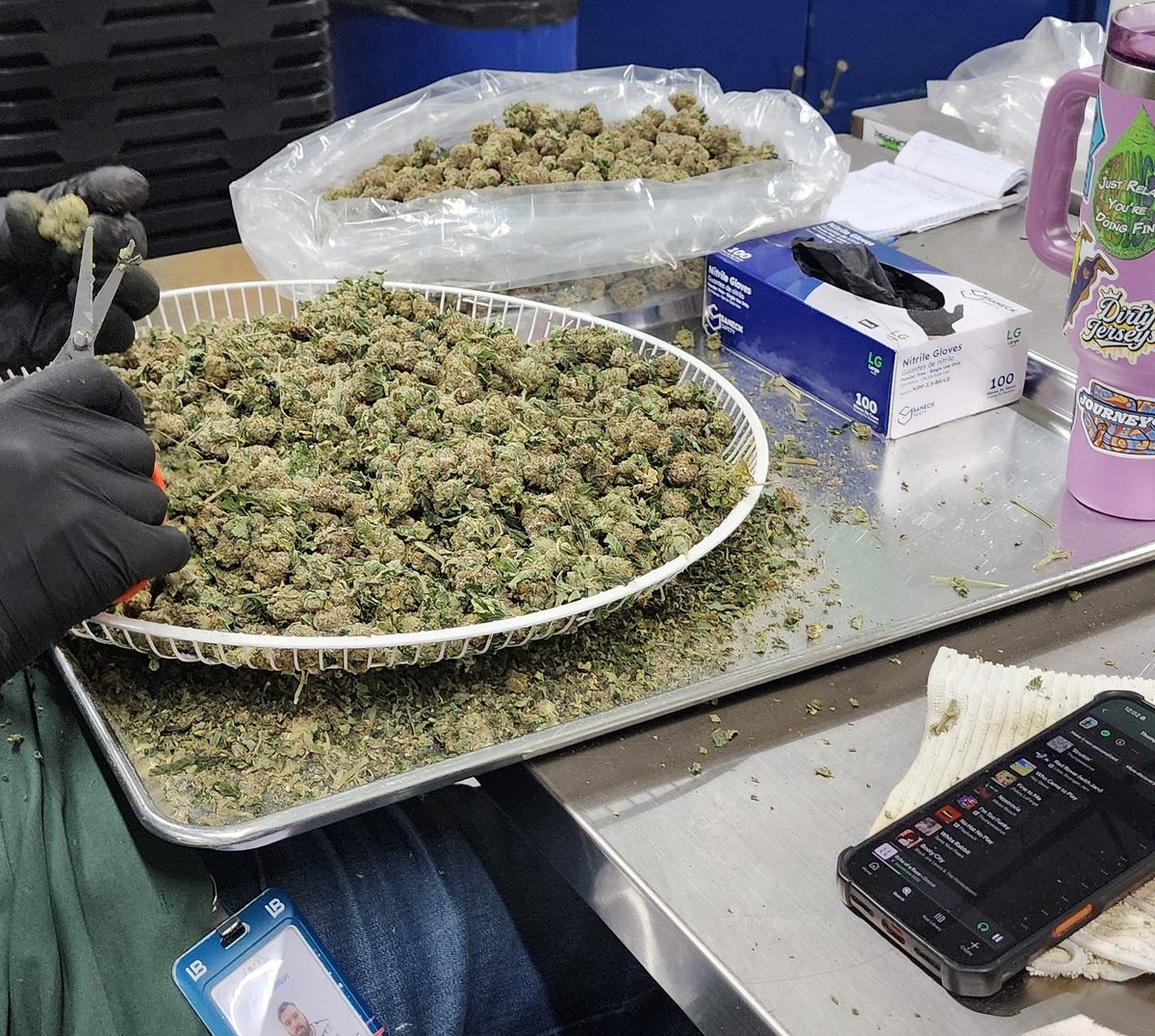 Grown Rogue nj cannabis flower hand trimmed