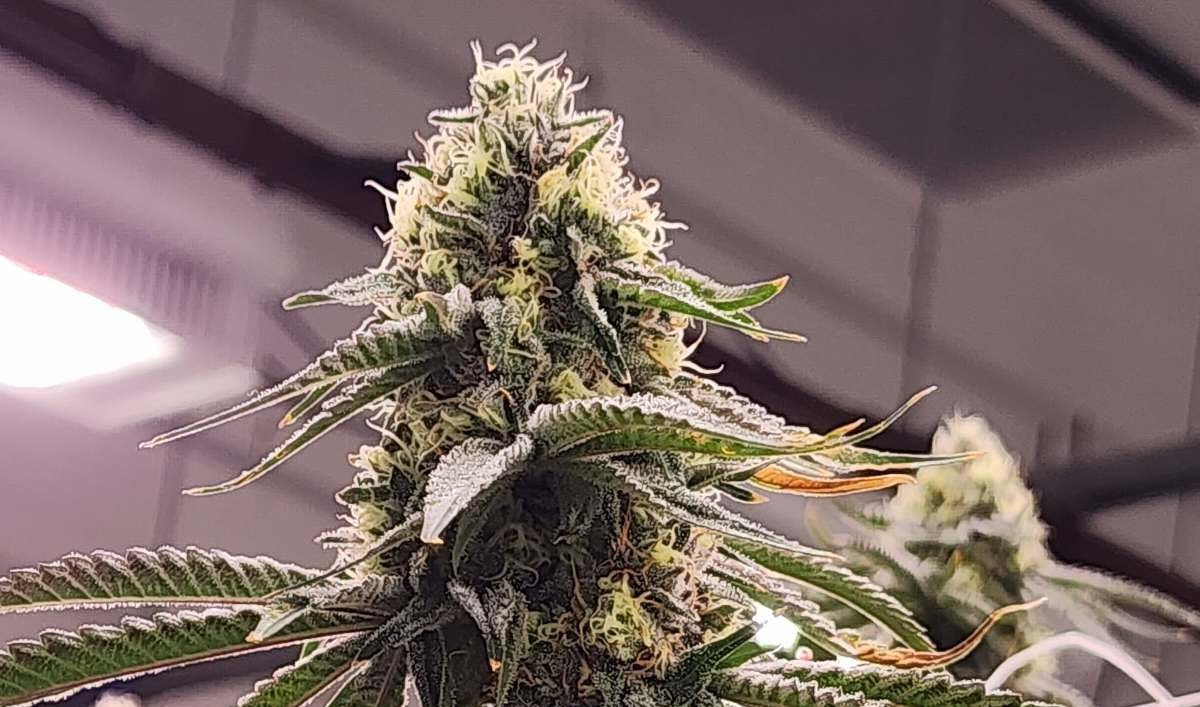 THCA Flower Explained: The Chemistry Behind Cannabis Before Heating