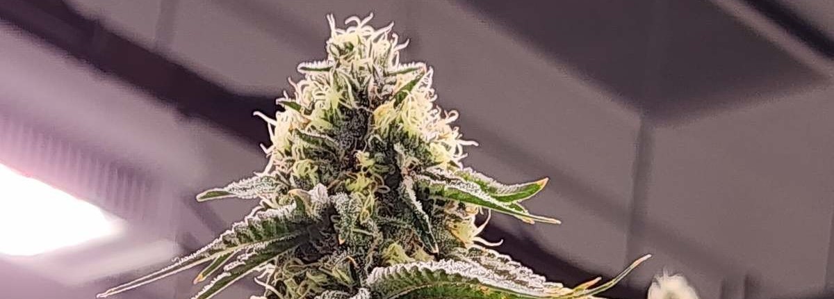 THCA flower